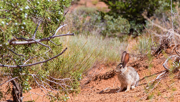 jack rabbit in the desert
